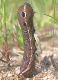 Tersa Sphinx